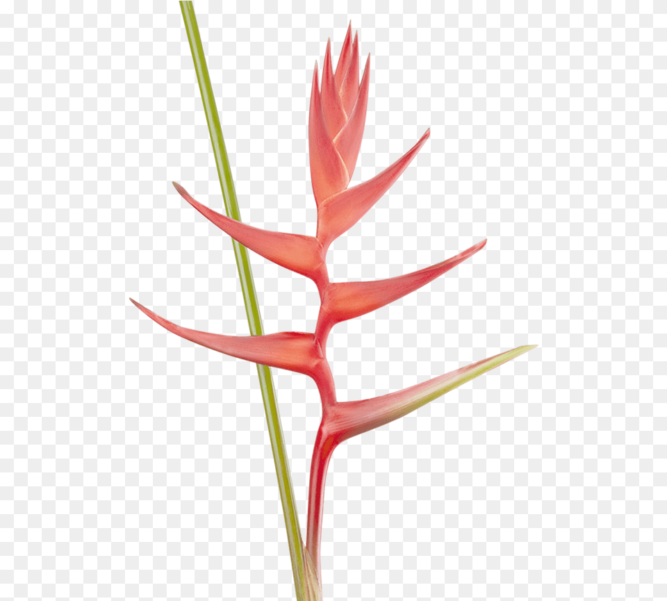 Heliconia, Flower, Plant, Petal Free Png