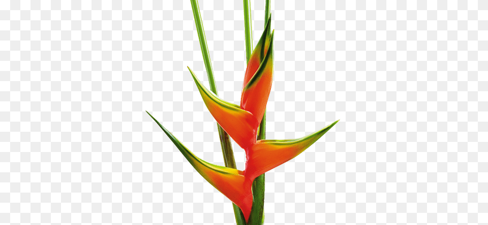 Heliconia, Flower, Plant Png