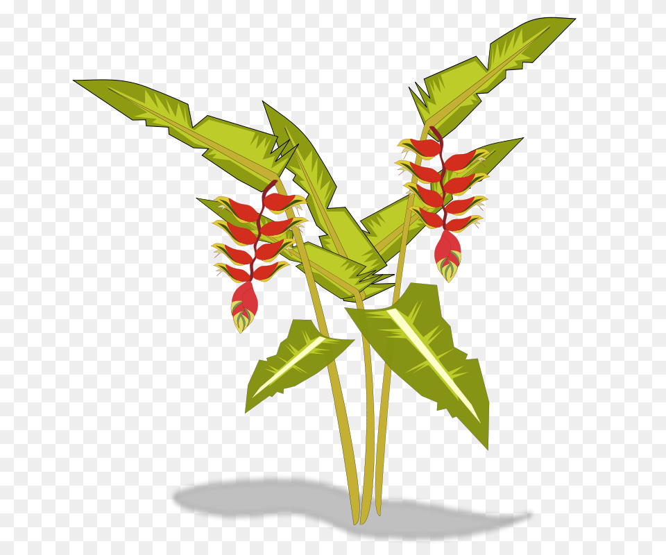 Heliconia, Plant, Flower, Flower Arrangement, Acanthaceae Free Transparent Png