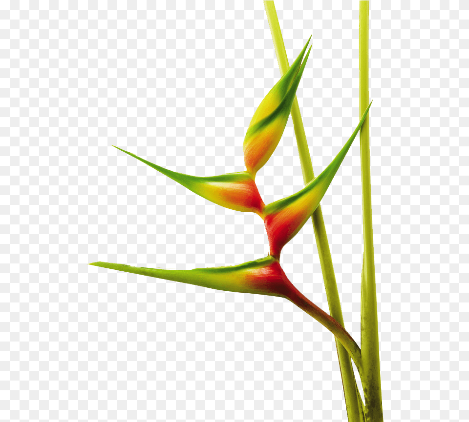 Heliconia Bihai Aurea Heliconias, Bud, Flower, Plant, Sprout Png Image
