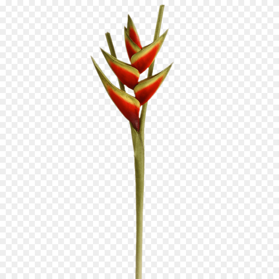Heliconia Flower, Petal, Plant, Bud, Sprout Png
