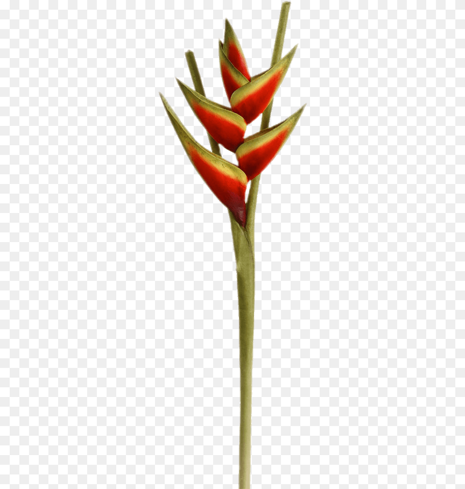 Heliconia Flower Bird Of Paradise Transparent Background, Plant, Petal, Food, Fruit Free Png
