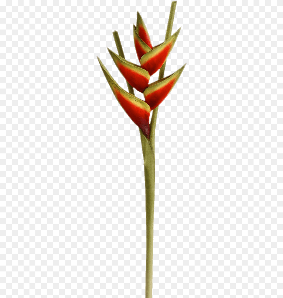 Heliconia Flower Birds Of Paradise Background, Plant, Petal, Food, Fruit Png Image