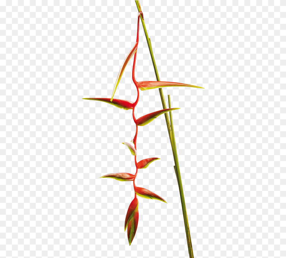 Heliconia Heliconia Sexy Scarlet, Flower, Plant, Acanthaceae, Petal Free Transparent Png