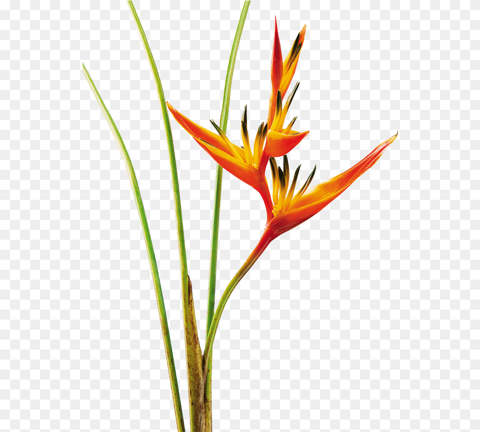 Heliconia Psittacorum Guyana Mosaic Glass Graduation Heliconia Psittacorum Dibujo, Flower, Petal, Plant, Anther Png Image