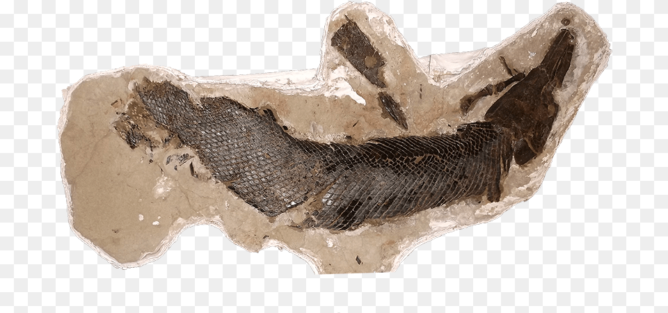 Hell Creek Formation Gar Scale, Fossil, Animal, Fish, Sea Life Png Image