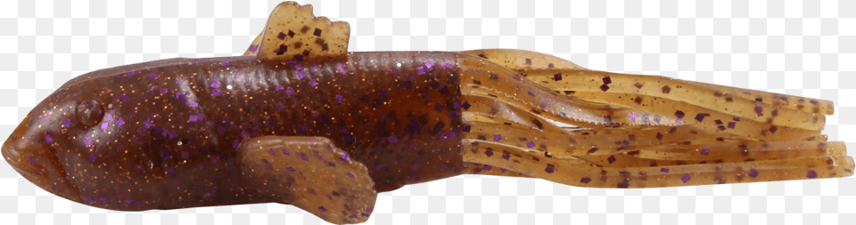 Hellbender, Animal, Fish, Sea Life, Food Png Image