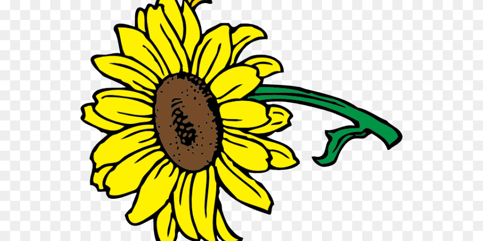 Helle Sonnenblume Mit Bltter Kissen, Flower, Plant, Sunflower, Daisy Free Png
