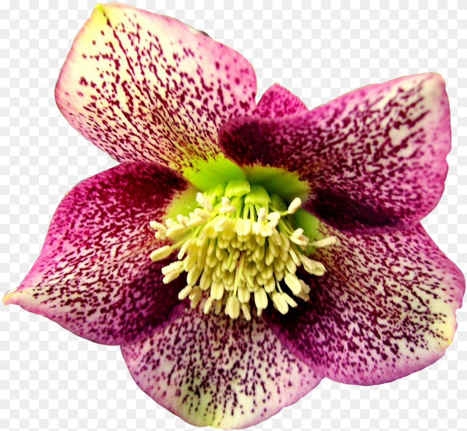 Hellebore, Anther, Flower, Petal, Plant Free Png Download