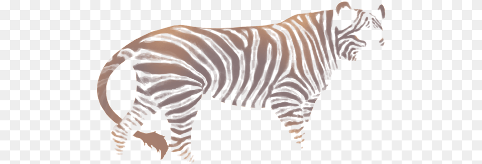 Hellebore Zebra Zebra, Baby, Person, Animal, Mammal Png Image