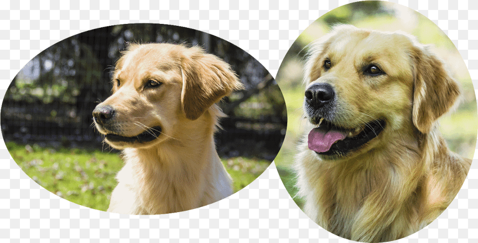 Hellie Pedigree And Clearances Golden Retriever, Animal, Canine, Dog, Golden Retriever Png Image