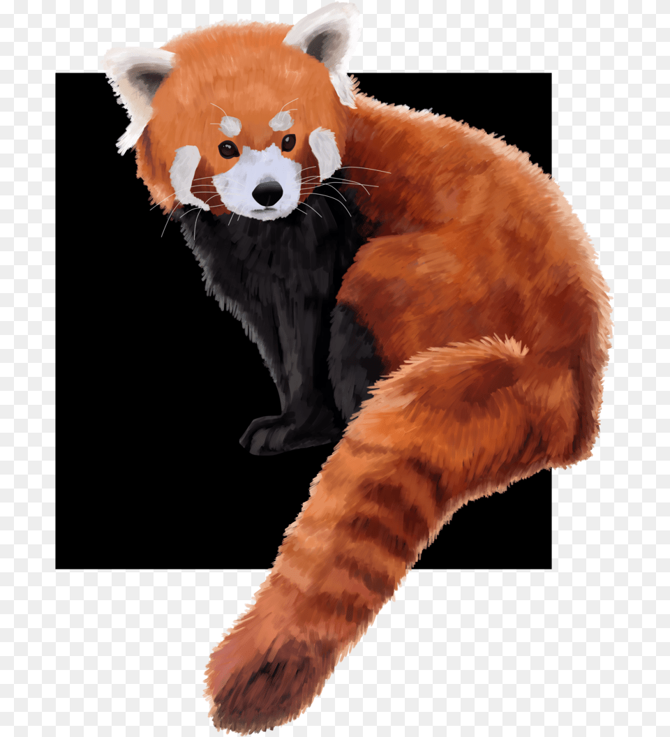 Hello Everyone So Until The 31st Of December I Will Red Panda, Animal, Bird, Mammal, Lesser Panda Png Image