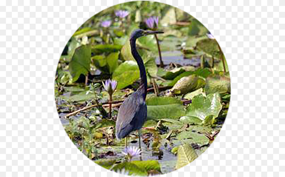 Help Discover Others1 Little Blue Heron, Land, Nature, Outdoors, Animal Free Png Download