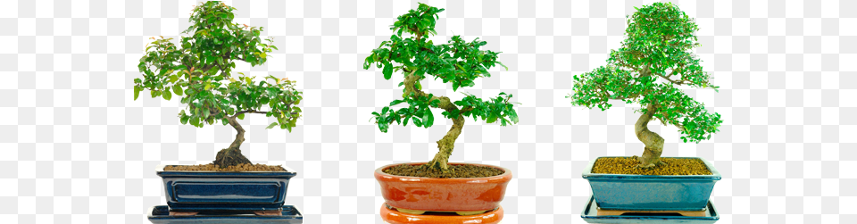 Help Me Choose My Indoor Bonsai Tree Sageretia Theezans, Plant, Potted Plant Free Png