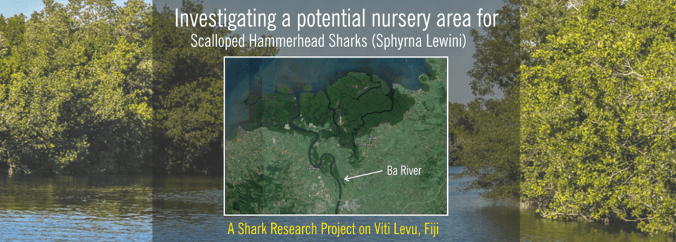 Help Me Fund My Master Project On Hammerhead Shark Leibniz Centre For Tropical Marine Research, Coast, Shoreline, Sea, Vegetation Free Png Download