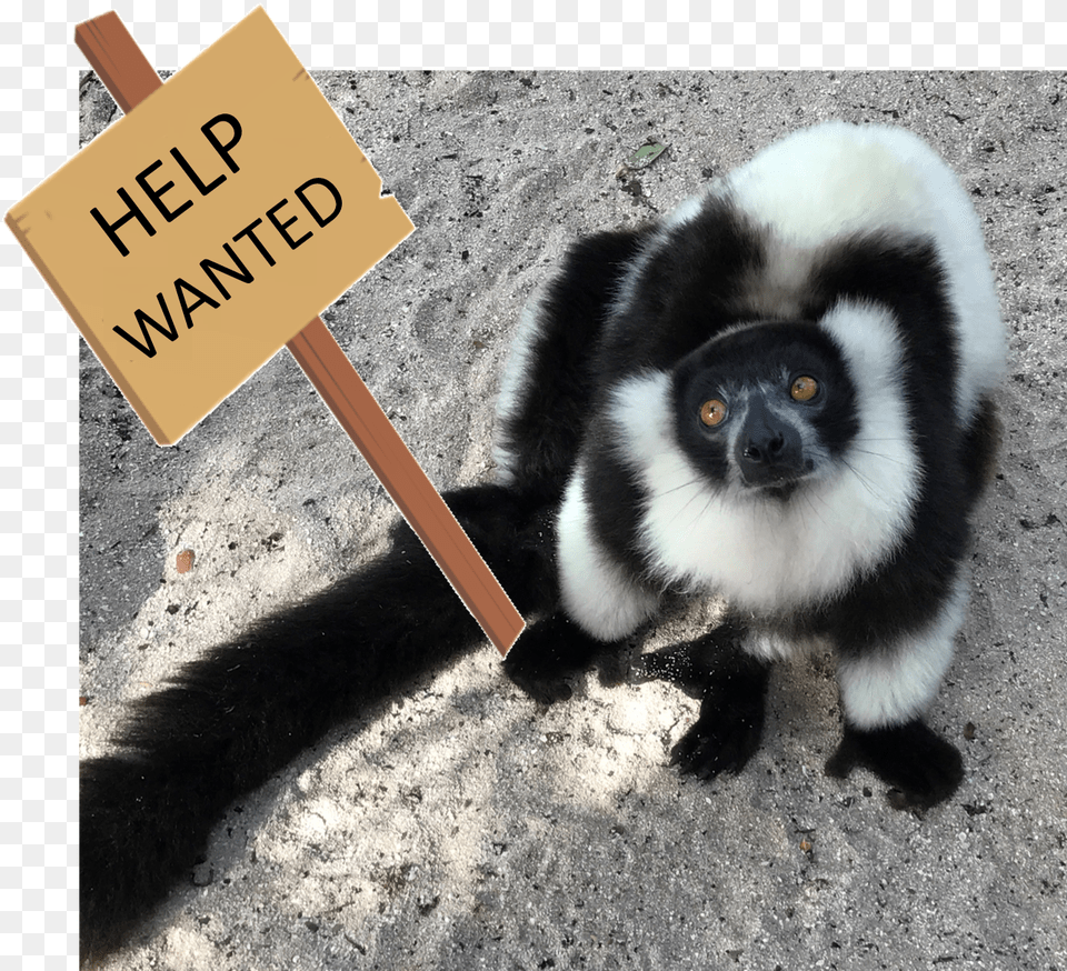 Help Wanted Indri, Animal, Zoo, Mammal, Monkey Free Png Download