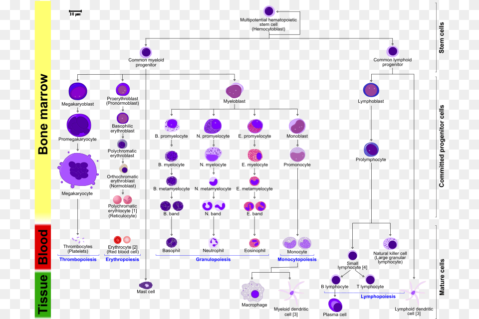 Hematopoietic Stem Cell, Purple, Computer Hardware, Electronics, Hardware Free Transparent Png