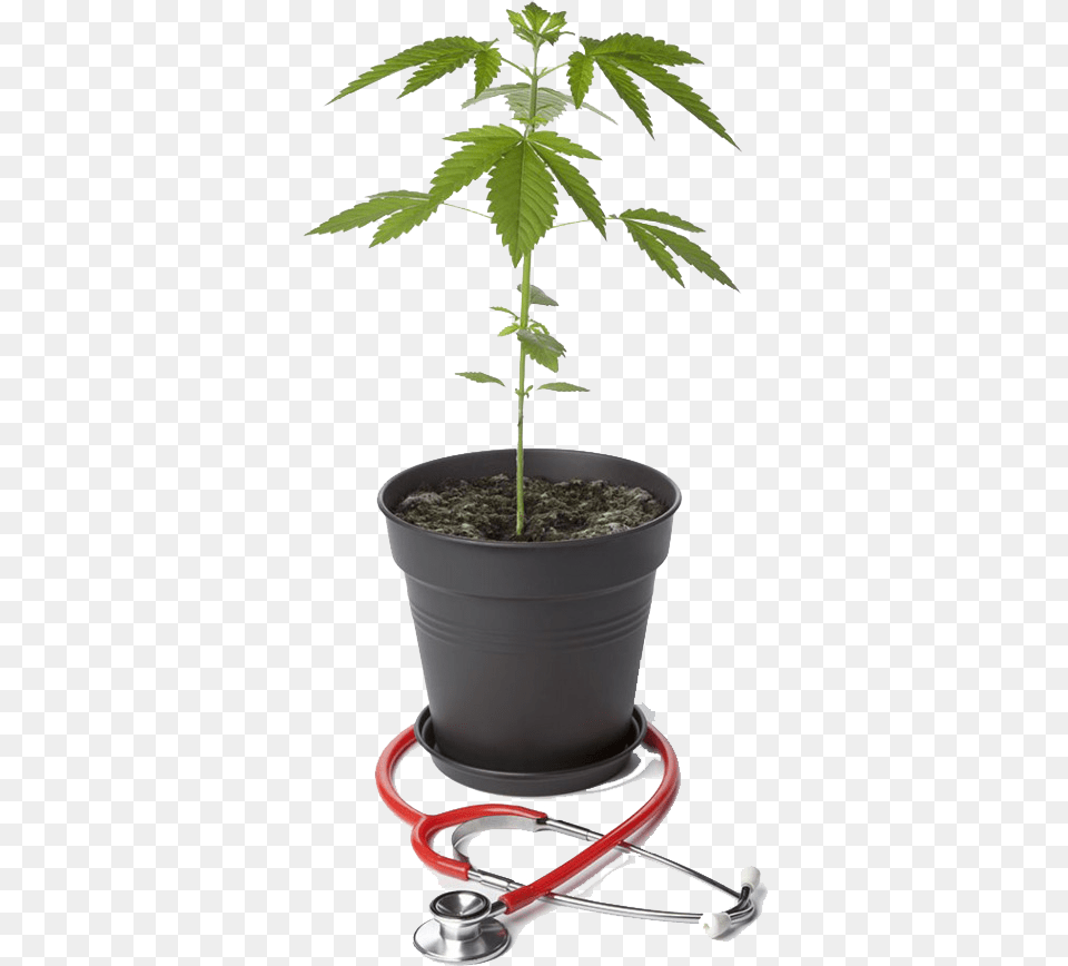 Hemp, Leaf, Plant, Potted Plant, Cookware Png Image