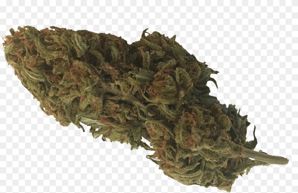 Hemp Buds Cbd Flowers Product In Orlando Hemp Buds, Plant, Weed, Grass Png Image