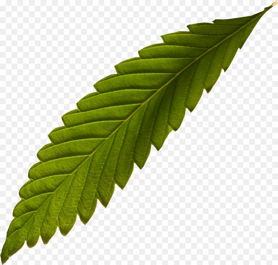 Hemp Fern Ulmus Alata, Leaf, Plant, Tree Free Png Download