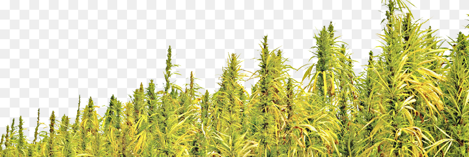 Hemp Info, Grass, Plant, Vegetation, Herbal Png Image
