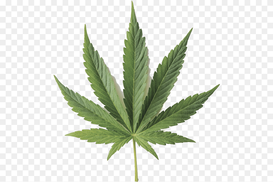 Hemp Leaf, Plant, Weed Free Transparent Png