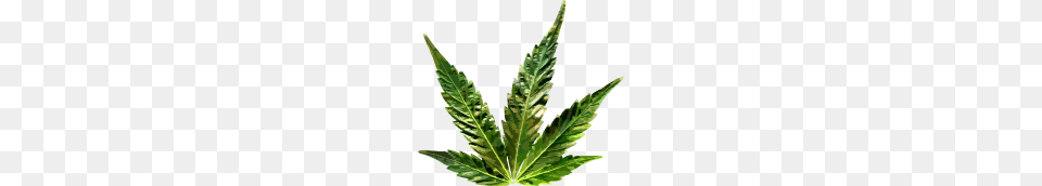 Hemp Leaf, Plant, Herbal, Herbs, Weed Free Png