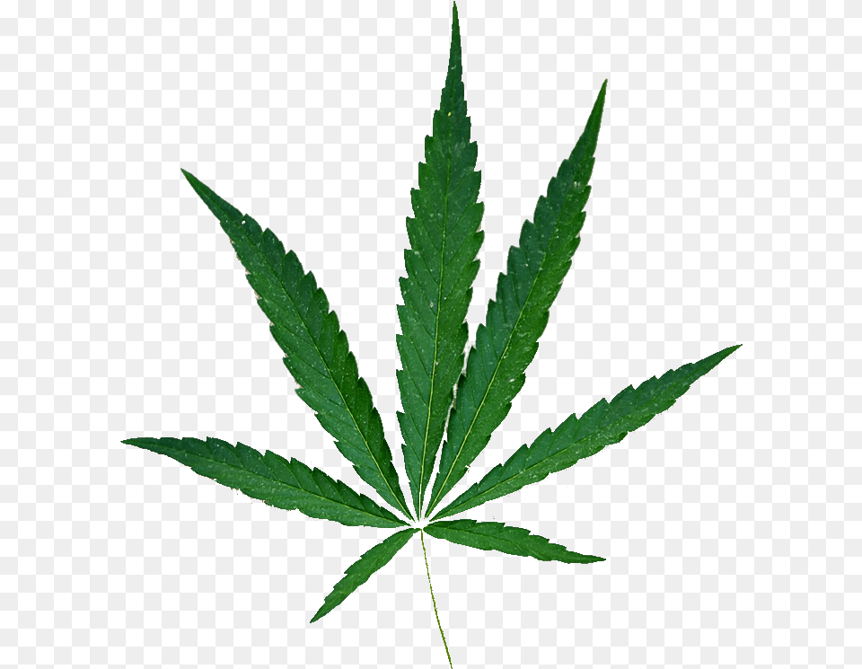 Hemp Leaf No Background 2 5 Marijuana, Plant, Weed Png