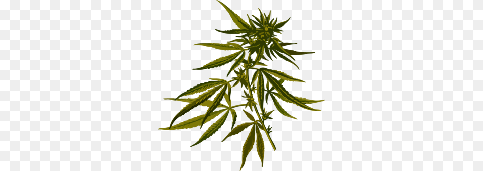 Hemp Medical Cannabis Plants Cannabidiol, Leaf, Plant Free Png Download