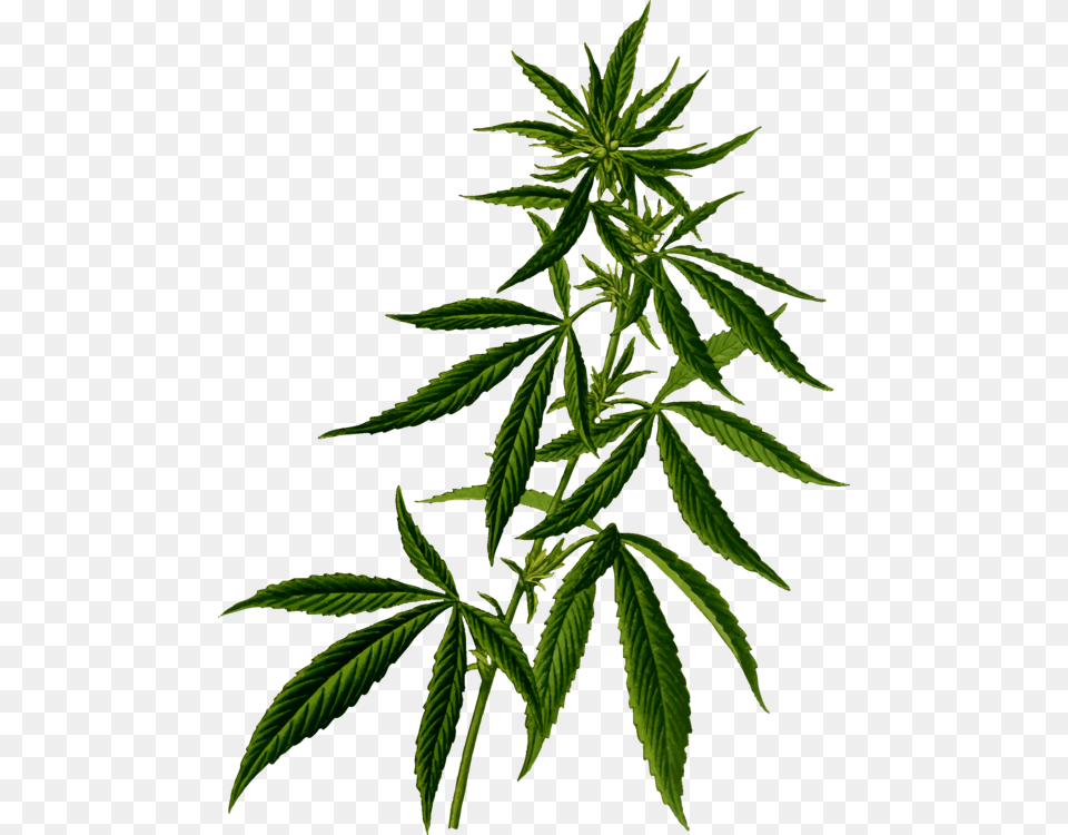 Hemp Medical Cannabis Plants Cannabidiol, Leaf, Plant Free Png