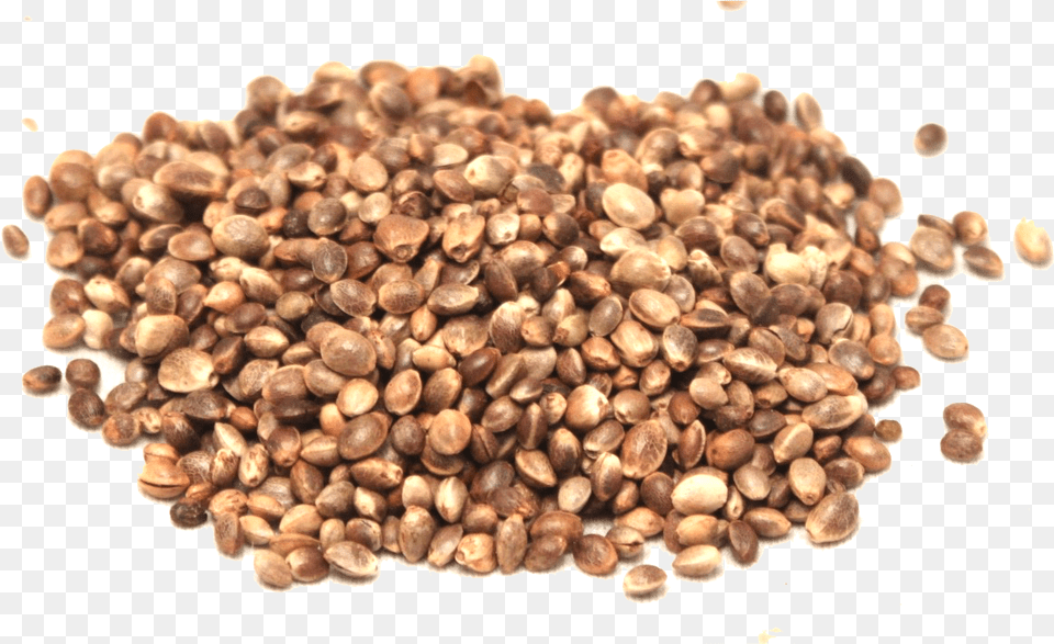 Hemp Seeds Picture Hemp Seed, Bean, Food, Lentil, Plant Free Png