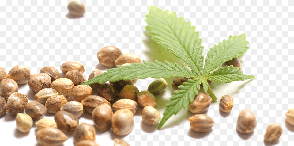 Hemp Seeds Sticker Canapa Semi E Foglie, Food, Nut, Plant, Produce Png