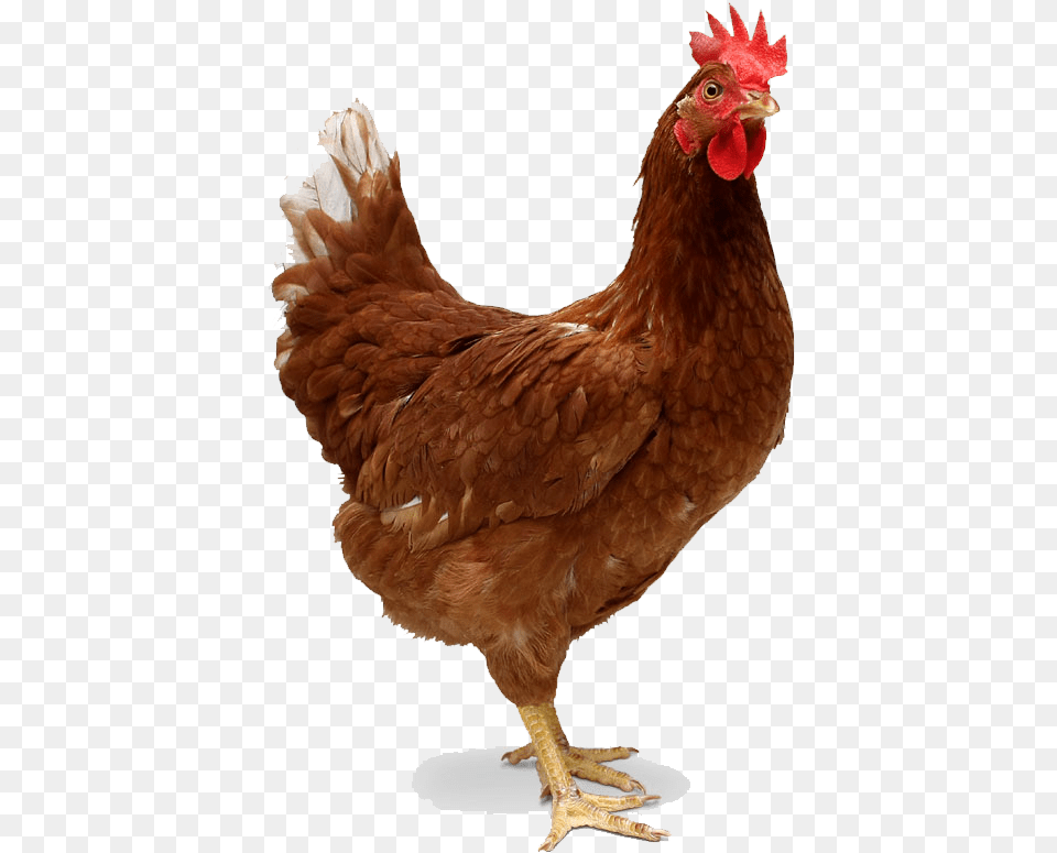 Hen, Animal, Bird, Chicken, Fowl Free Transparent Png