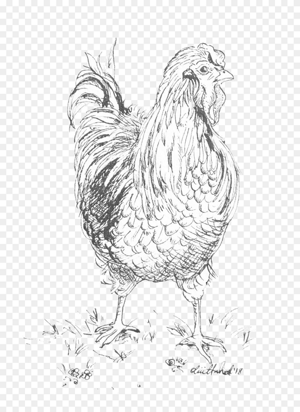Hen 2018 India Ink Rooster, Animal, Bird, Chicken, Fowl Free Transparent Png
