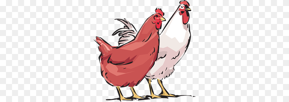 Hen Animal, Fowl, Bird, Chicken Free Png Download