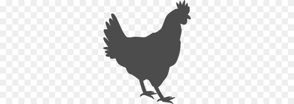 Hen Animal, Bird, Chicken, Fowl Free Png Download