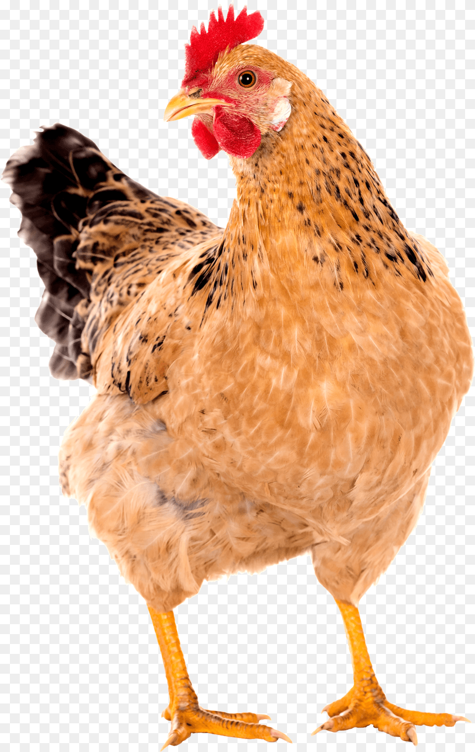 Hen, Animal, Bird, Chicken, Fowl Png Image