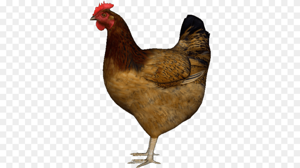 Hen Chicken, Animal, Bird, Fowl, Poultry Free Png Download