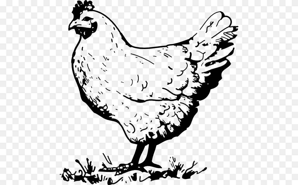 Hen Chicken Clip Art At Vector Clip Art Image Black And White Chicken Clipart, Animal, Bird, Fowl, Poultry Free Png Download