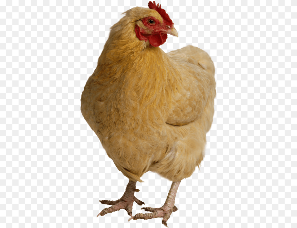 Hen Chicken Head Chicken Head Animal, Bird, Fowl, Poultry Free Transparent Png