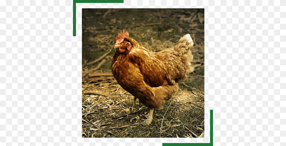Hen Chickens Calendar 2017 16 Month Calendar, Animal, Bird, Chicken, Fowl Png Image
