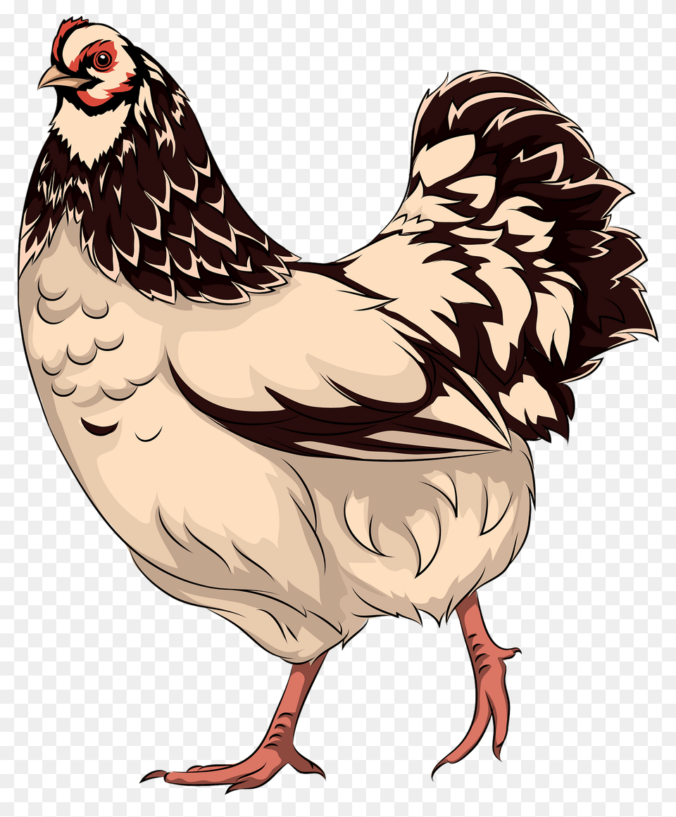 Hen Clipart, Animal, Bird, Chicken, Fowl Free Transparent Png