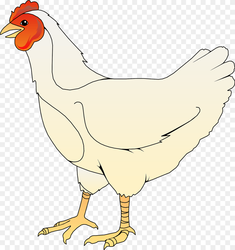 Hen Clipart, Animal, Bird, Chicken, Fowl Png Image
