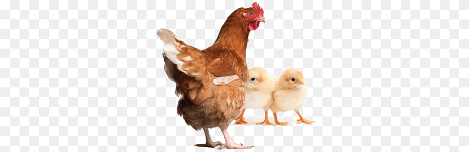 Hen Clipart All Chicken And Chicks, Animal, Bird, Fowl, Poultry Free Png