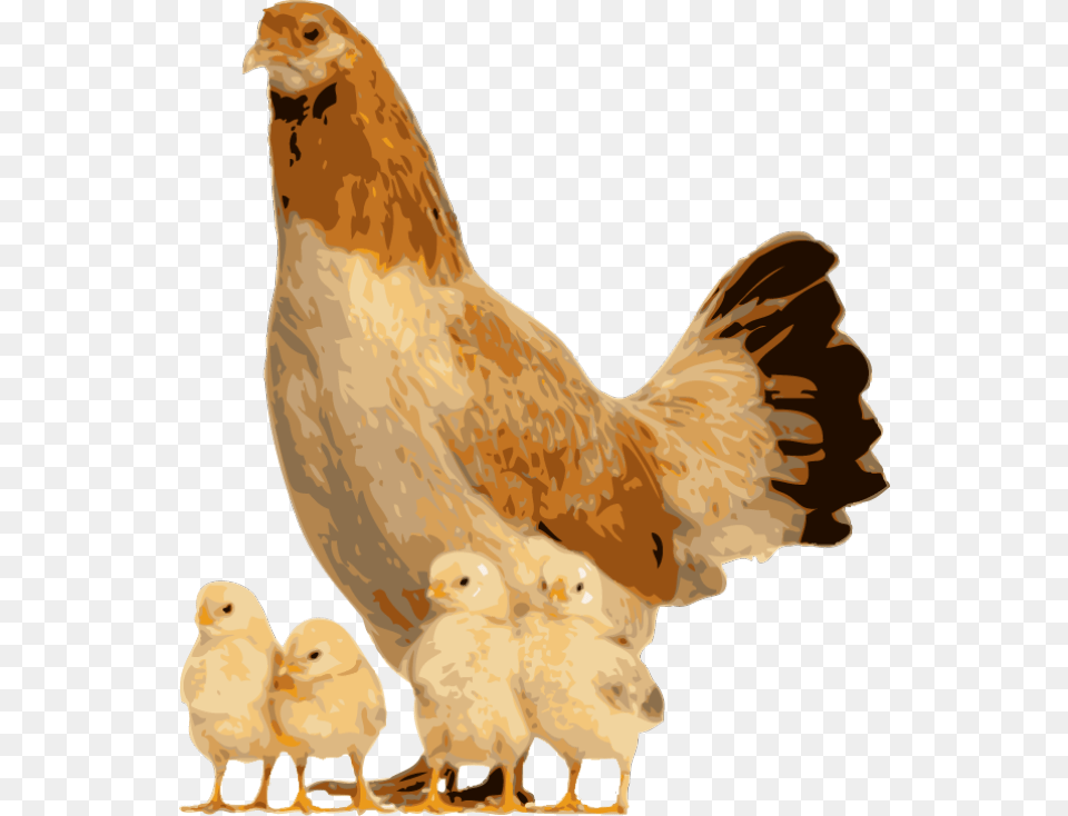 Hen Clipart Live Chicken Animals And Their Youngs Frog, Animal, Bird, Fowl, Poultry Free Png Download