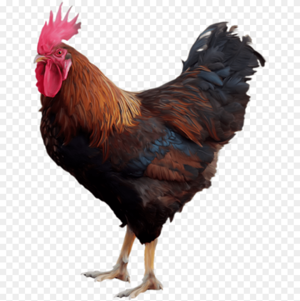 Hen Clipart Range Chicken Cock, Animal, Bird, Fowl, Poultry Free Png Download