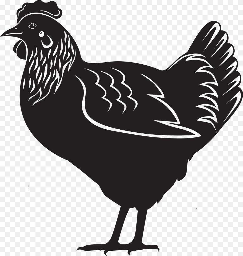 Hen Layers Chicken Black And White, Animal, Bird, Fowl, Poultry Free Png Download