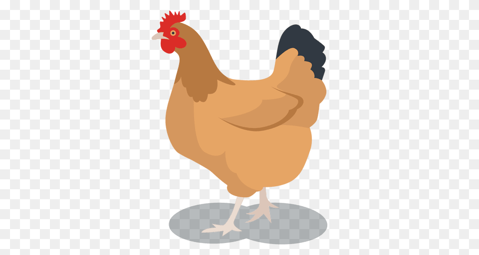 Hen Feathered Animal, Bird, Chicken, Fowl, Poultry Free Png Download