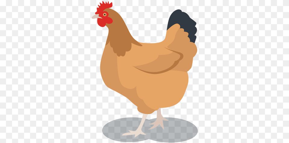Hen Feathered Animal Transparent U0026 Svg Vector File Hen Vector, Bird, Chicken, Fowl, Poultry Free Png Download