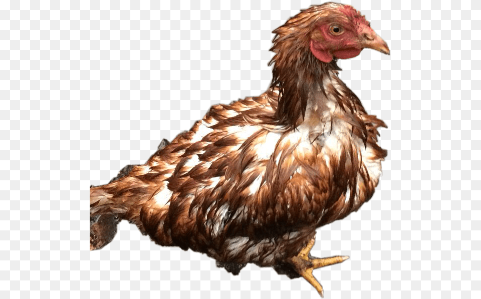 Hen Fun Lol Wet Wetchicken Chicken Rain Water Freetoedi Chicken, Animal, Bird, Fowl, Poultry Free Png
